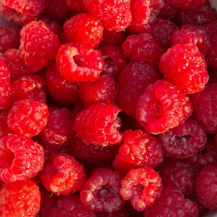 Berry Bounty: Freshly Picked Orchard Treasures