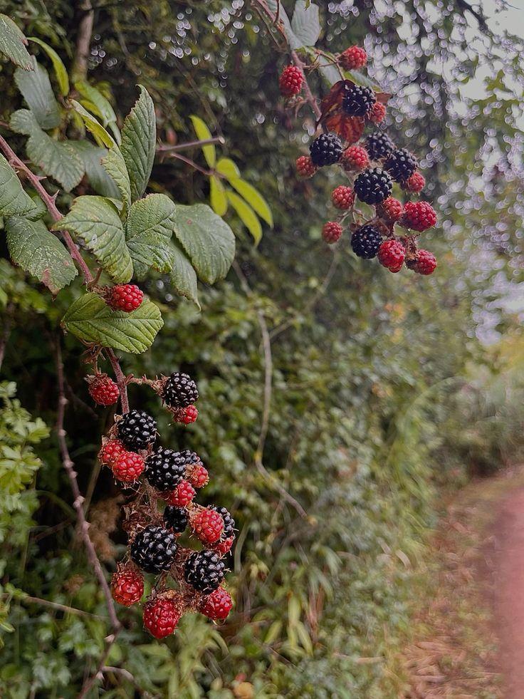 Rustic Berry Fusion: Farm-Fresh Harvest Blend